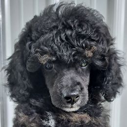 Dachshund and Poodle Puppies from MPB Love Me Tinder Beckham