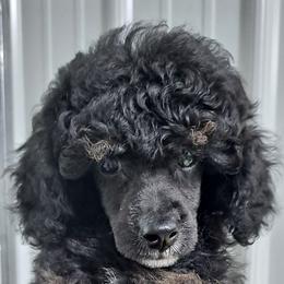 Dachshund and Poodle Puppies from MPB Love Me Tinder Beckham