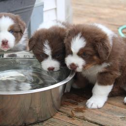 Australian Shepherd Puppies from Starlit Grove Australian Shepherds