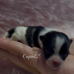 Pomeranian Puppies from Cascade Pomeranians