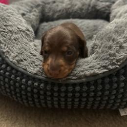 Girl 1 - Chocolate and tan female Dachshund puppy in Victorville, California from Wirz’s Weens