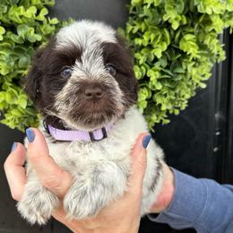 Hot pink girl - Parti female Miniature Schnauzer puppy in Oneonta, Alabama from Murphree Valley Kennels