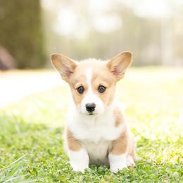 Grey collar- Yogi - Sable male Pembroke Welsh Corgi puppy in Waverly Hall, Georgia from 6g Ranch Corgis