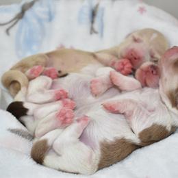 Chocolate pie girl - Piebald female Dachshund puppy in Seminary, Mississippi from Down South Mavericks Dachshunds