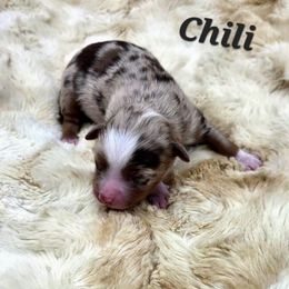 Chili - Red merle male Toy Australian Shepherd puppy in Viking, Minnesota from Son Shine Farm