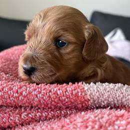 Boone - Brown male Double Doodle puppy in Hendersonville, Tennessee from My Sweetest Doodle