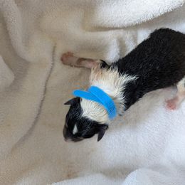 Collie Puppies from Jordan Creek Collies