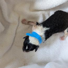 Collie Puppies from Jordan Creek Collies