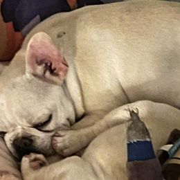 French Bulldogs from Campbell Castillo's French Bulldogs