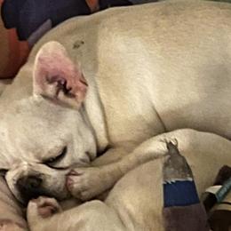 French Bulldogs from Campbell Castillo's French Bulldogs