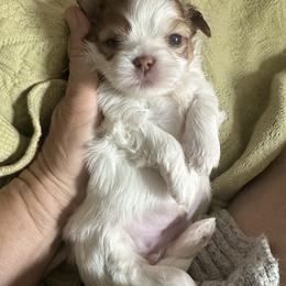 Nellie - Liver and white female Shih Tzu puppy in Brandon, Florida from Prescious Shih Tzu’s