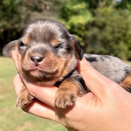 Dapple Male - Dapple male Dachshund puppy in Mt. Vernon, Texas from Double B