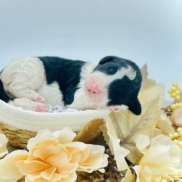 Girl 5 - Black and white female Sheepadoodle puppy in Pataskala And Thornville, Ohio from Four Front Doodles - Pataskala