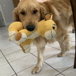 Australian Shepherds and Golden Retrievers from Painted Platinum Australian Shepherds and Golden Retrievers  (PPK)