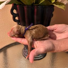 Purple Girl - Red  female Goldendoodle puppy in Kitsap County, Washington from Amazing Grace Doodles