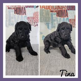 Tina - Black female Schnoodle puppy in Lebanon, Missouri from Cedar Glades Canines