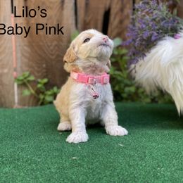 Labradoodle Puppies from Caribbean Breeders