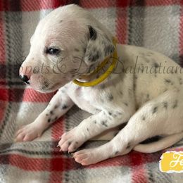 Yellow - White and black female Dalmatian puppy in Jacksonville, North Carolina from Spots and Dots Dalmatians