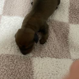 Chocolate - Brindle female Dachshund puppy in Yelm, Washington from Hughes' Doxies