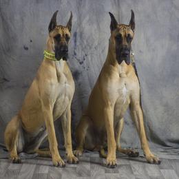 Great Dane All Grown Up from Great Alaskan Danes