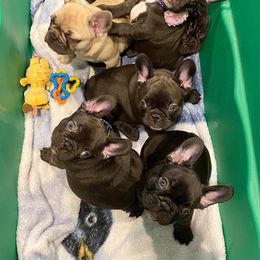 French Bulldog Puppies from Great Northwoods Frenchies