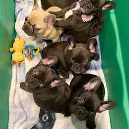 French Bulldog Puppies from Great Northwoods Frenchies