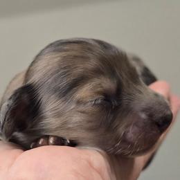 Aiman - Dapple male Dachshund puppy in Nine Mile Falls, Washington from River Run Doxies