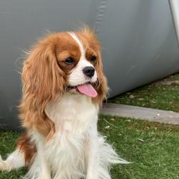Liuska - Cavalier King Charles Spaniel