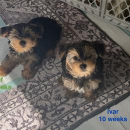 Leif - Black and tan male Yorkshire Terrier puppy in Forest, Virginia from Majestic Touch Kennels and Pet Services