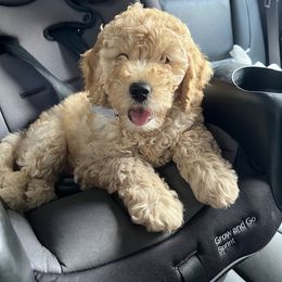 Goldendoodle Puppies from DeBerrys Doodles