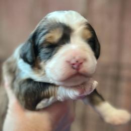 Treasure - Sable male Bernedoodle puppy in Kansas City, Missouri from Beary GoldenDoodles