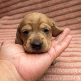 Storm - Dapple female Dachshund puppy in Mc Donough, Georgia from L & J Kennel