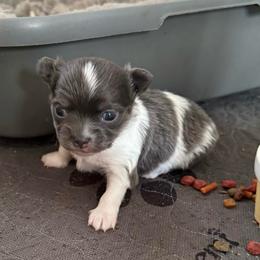 Bluey - Blue and white male Chihuahua puppy in Hackleburg, Alabama from Clements Chihuahua