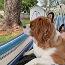 Cavalier King Charles Spaniels from Cavalier Paw Prints