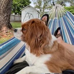 Cavalier King Charles Spaniels from Cavalier Paw Prints