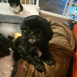 LOOKING FOR GUARDIAN HOME - Black female Shih Tzu puppy in Little Falls, Minnesota from Tough Shih