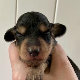 Beanie (Caramel Apple) - Black and cream female Dachshund puppy in Wolf Lake, Indiana from Canisteo Dachshunds