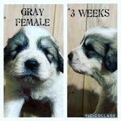 Girl 1 - Great Pyrenees puppy in Gibsonia, Pennsylvania from Little Deer Creek Farm AKC Great Pyrenees