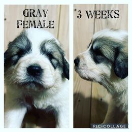 Girl 1 - Great Pyrenees puppy in Gibsonia, Pennsylvania from Little Deer Creek Farm AKC Great Pyrenees
