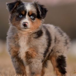 Drew - Blue merle male Miniature Australian Shepherd puppy in Hartman, Arkansas from Southern Edition Aussies