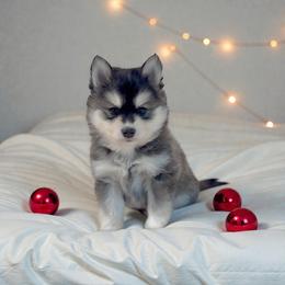 Leo Junior - Black and white male Pomsky puppy in Greencastle, Indiana from JDpomskies