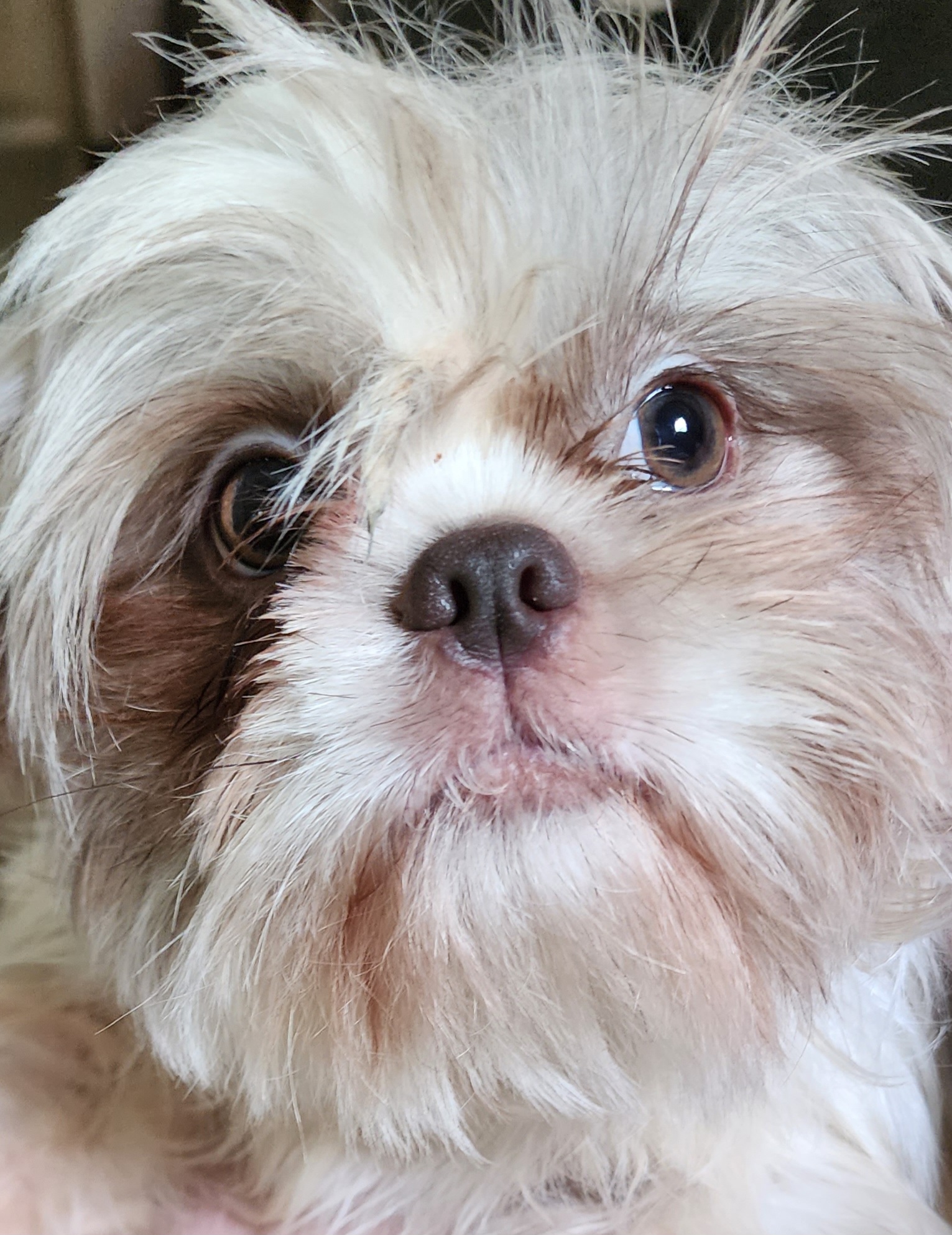 Neska - Shih Tzu