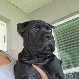 Dakota - Black female Cane Corso puppy in Palm Coast, Florida from Northgold Cane Corso