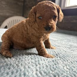 Finch - Red male Cavapoo puppy in Osseo, Michigan from Smiths Fluffy butts