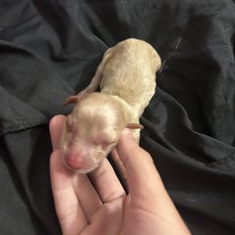 Dachshund Puppies from S&C Doxies