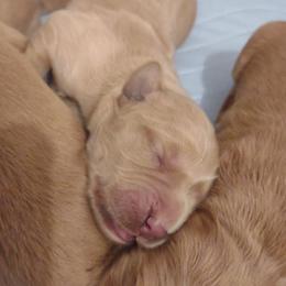 Boy 6 - Golden male Golden Retriever puppy in Grand Meadow, Minnesota from Root River Retrievers