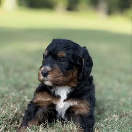 Sally - Tri-color female Bernedoodle puppy in Valrico, Florida from Shadow Kennels
