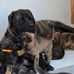 Dark Purple Collar Fawn Girl - Fawn female Mastiff puppy in Auburn, Kansas from Puppy Paradise:  English Mastiff Puppies & Standard Goldendoodle Puppies
