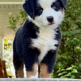 Andy - Black tri male Miniature Australian Shepherd puppy in Sandy Hook, Kentucky from RidgeTop Aussies