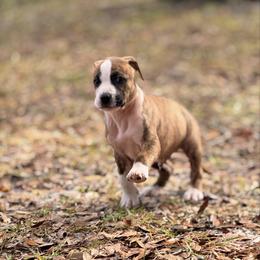Male 3 - Brown brindle male American Staffordshire Terrier puppy in St. Augustine, Florida from LBK & Ancient City